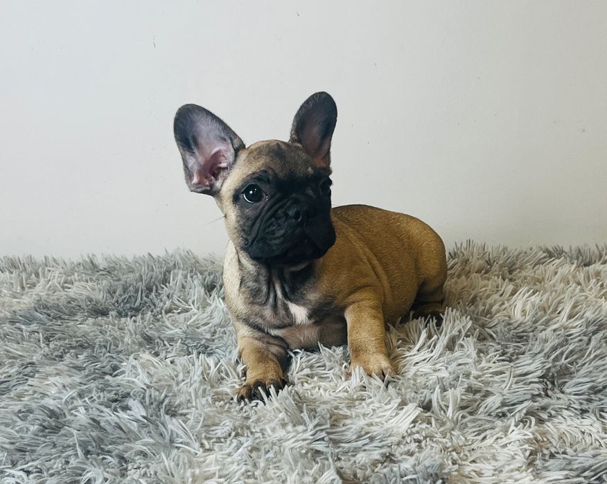 Buldog Francuski - piesek ZKwP/FCI