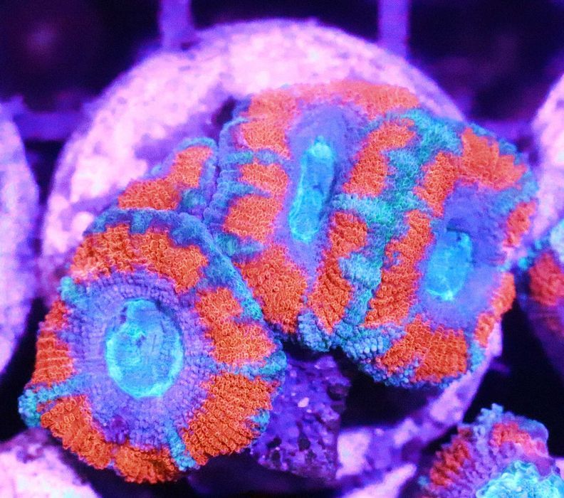 Acanthastrea Akana Acana xd FLUOLAMPS WYSYLKI