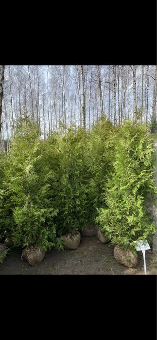 Tuja Brabant 220cm PRODUCENT‼️