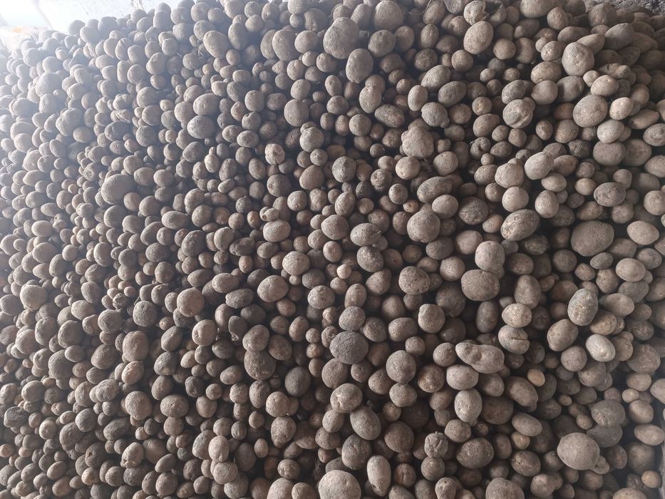 Sprzedam ziemniaki jadalne vineta