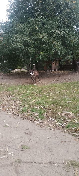 Цуценята пит буля.