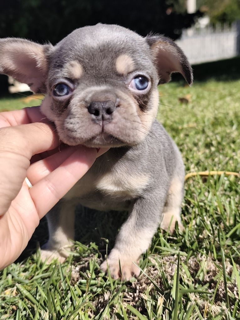 bulldog francês macho