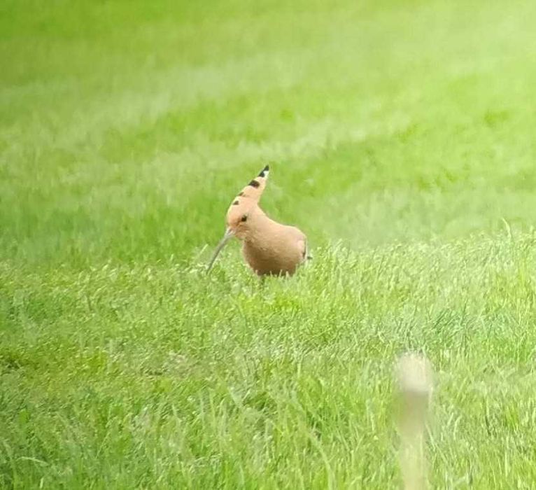 LekeHouse Iława. Dom z linią brzegową na wynajem.