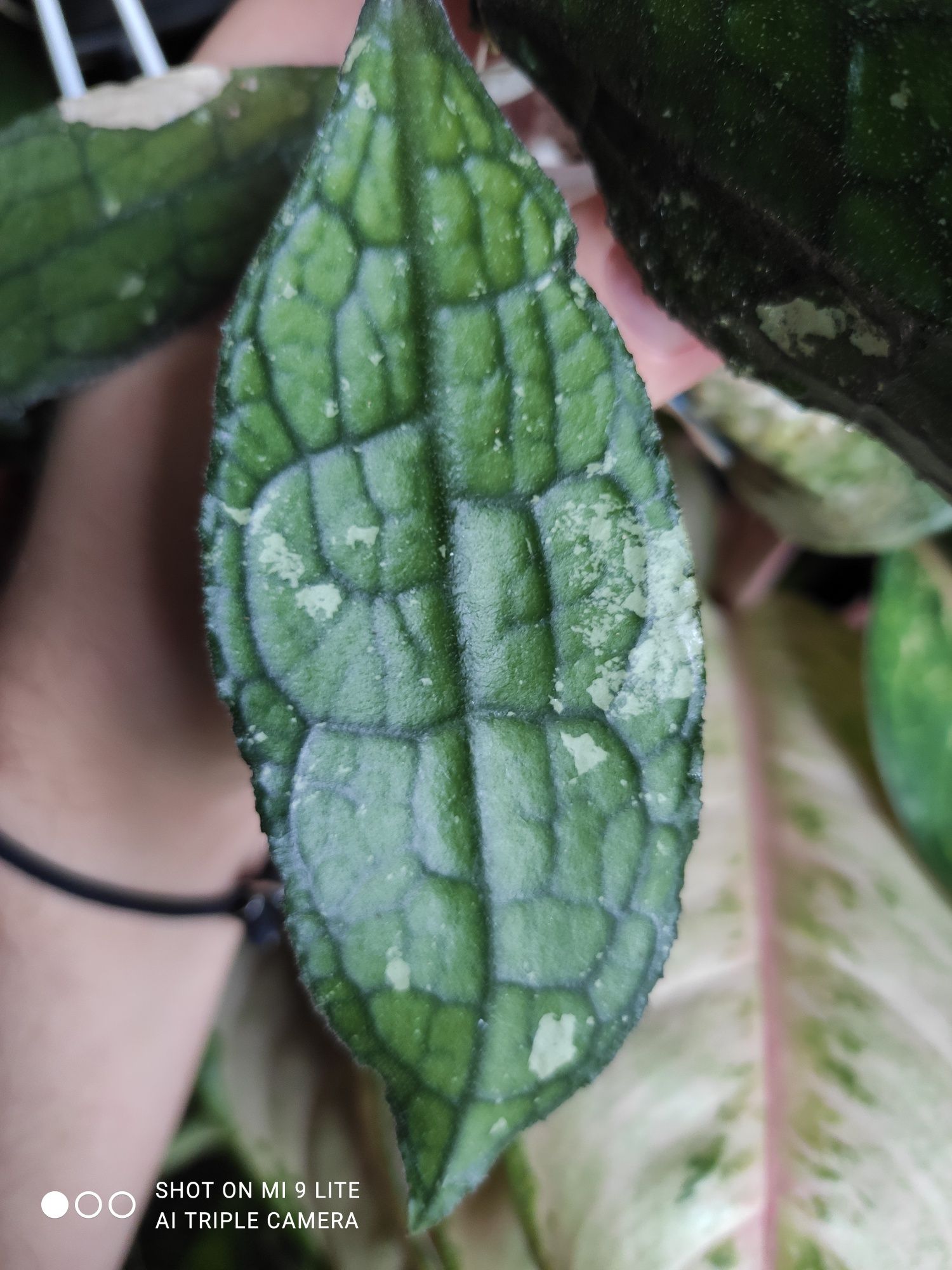 Hoya hoja clemensiorum Black splash leaves