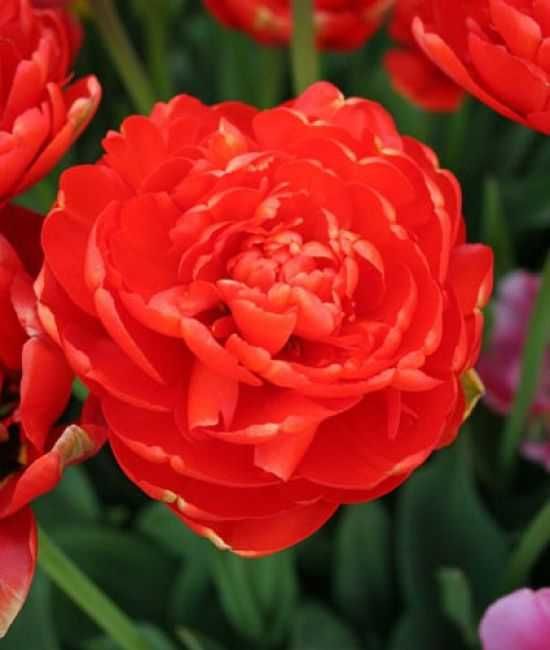 Tulipany pełne Miranda 30 cebulek za 30 zł