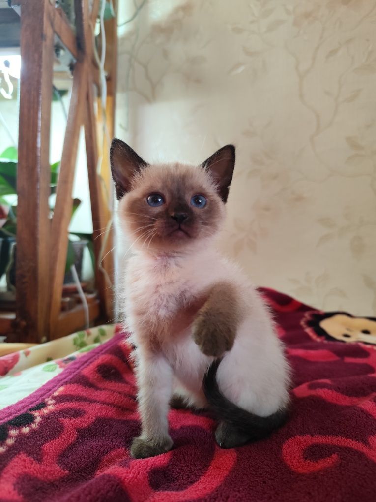 Сіамські кошенята
