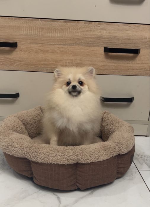 Дівчинка померанський шпіц