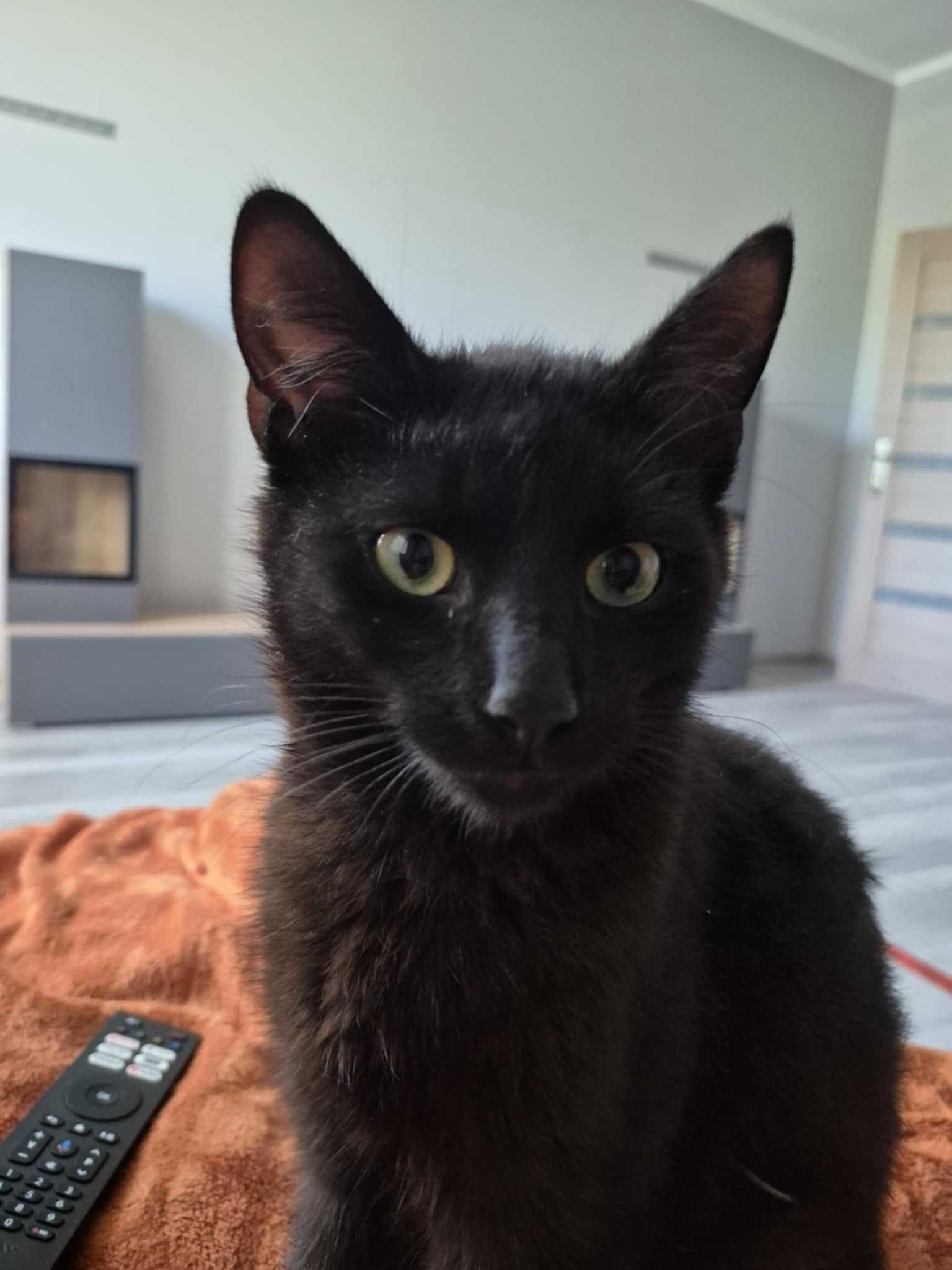 Kotek do adopcji, kocurek czarny