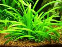 GB sagittaria subutala koszyk