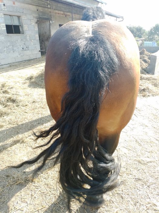 Sprzedam ogiera Etan