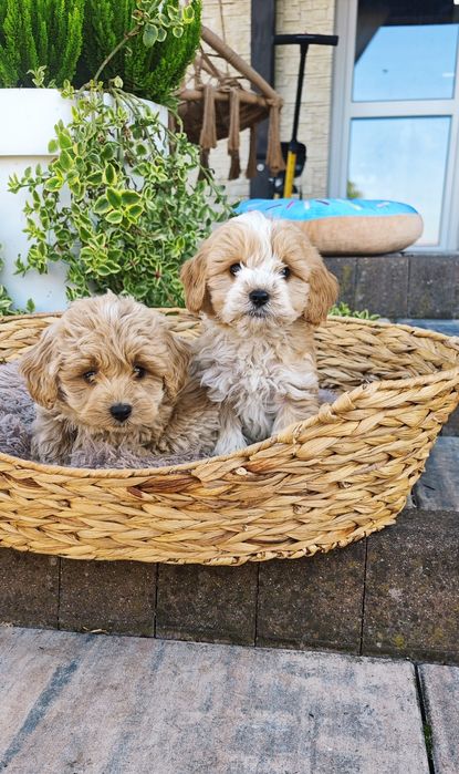 Cudowny piesek cockapoo