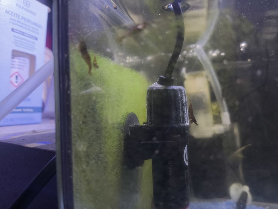 Neocaridina black sakura