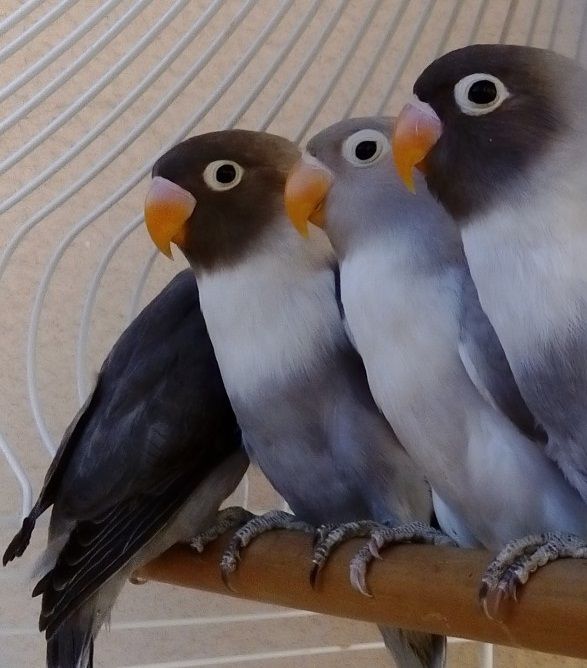 Troco varias gaiolas grandes e pequena q tenho p aves ou outras coisas