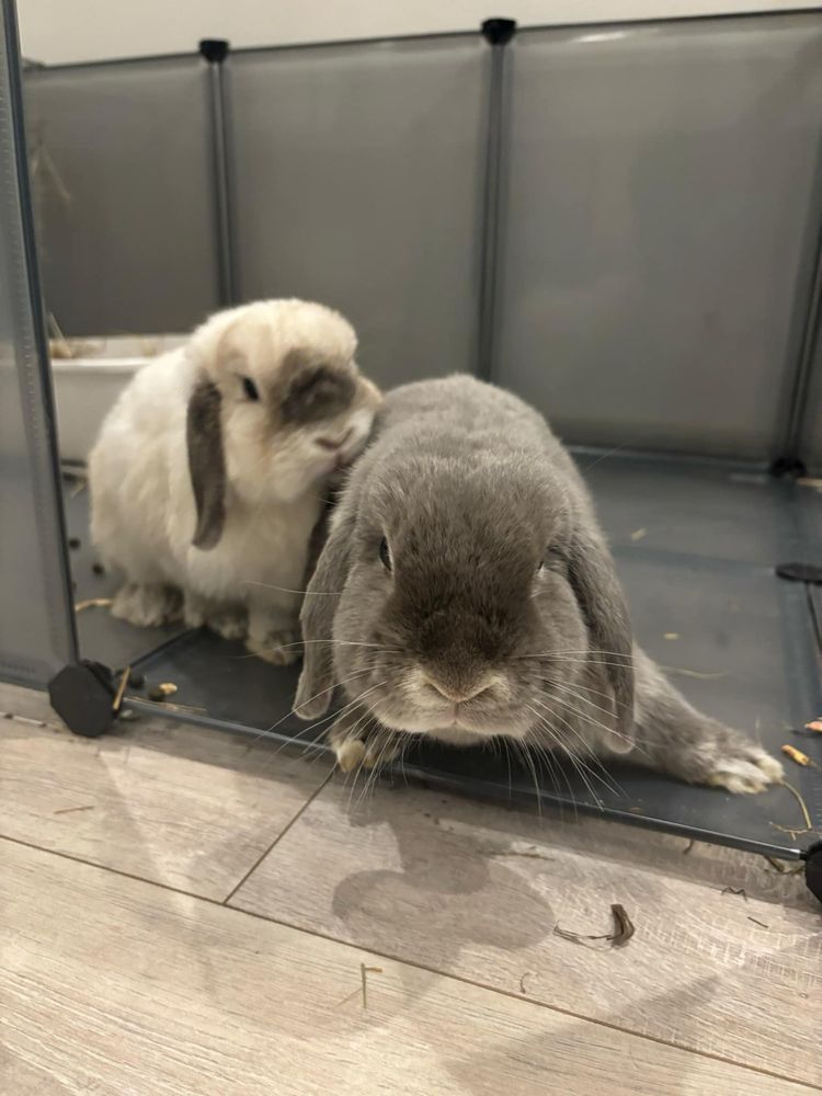 Krolik mini lop