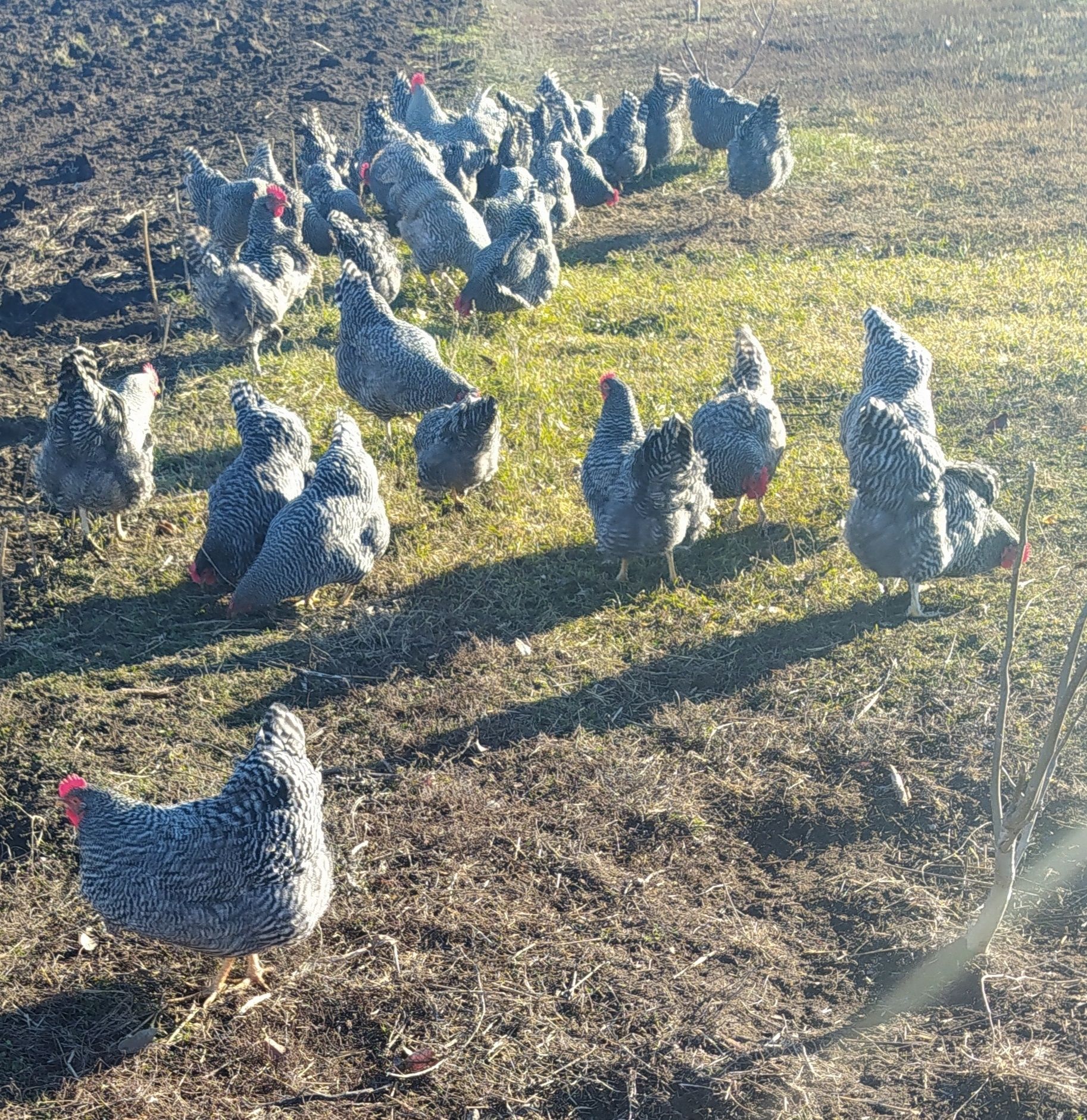 ІЯ курей породи Амрокс