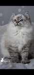 Kotka Ragdoll 5 miesięcy adopcja