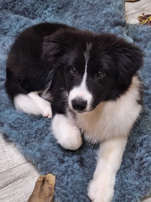 Piesek Border Collie ZKWP/FCI