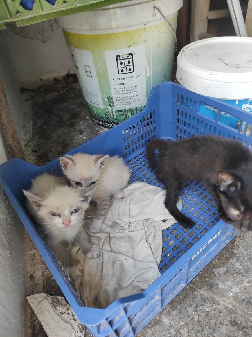 Gatos bebés e adultos para adoção