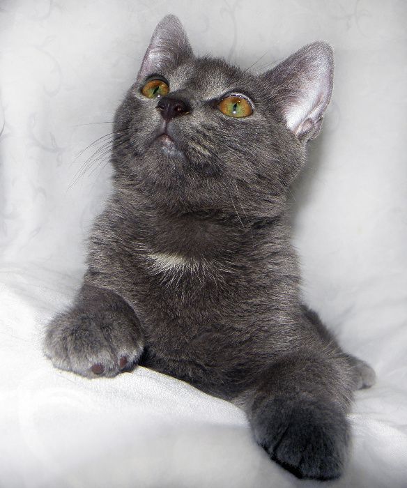 Метис русской/британской голубой кошки; котик Камиль
