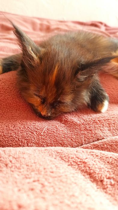 Kotka Maine Coon czarna szylkretowa / FPL