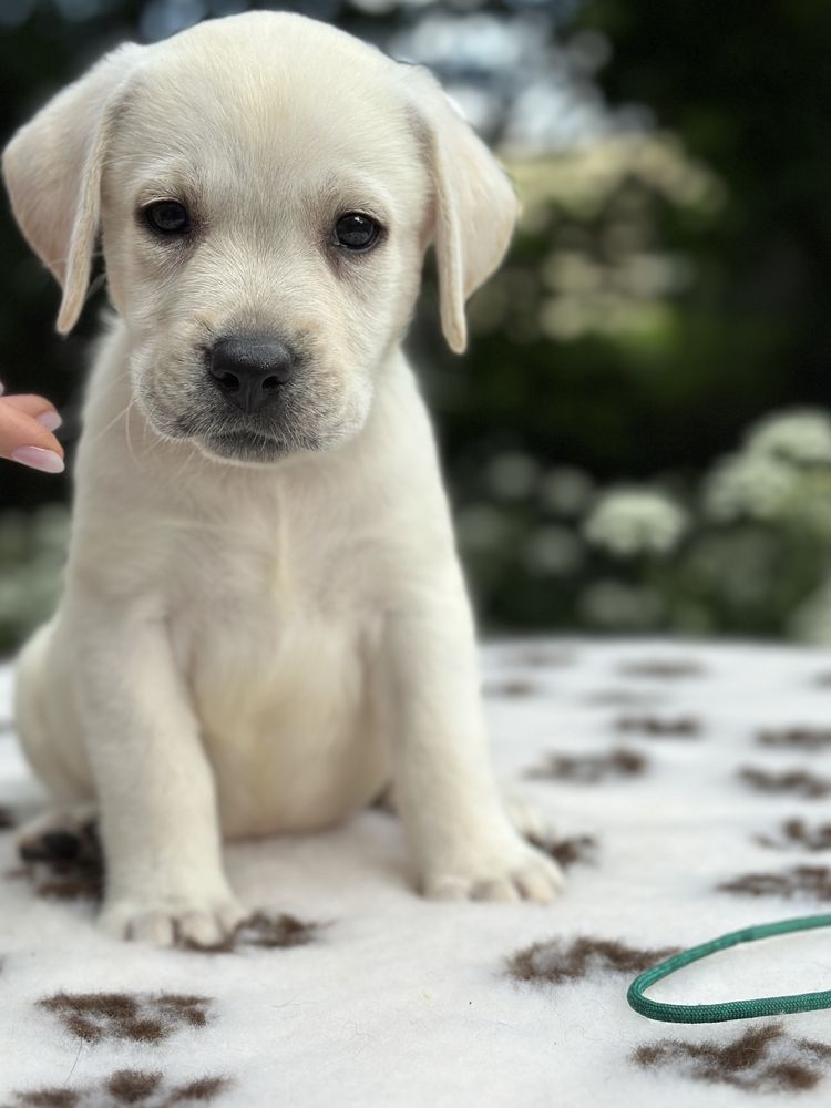 Labrador z rodowodem ZKwP FCI