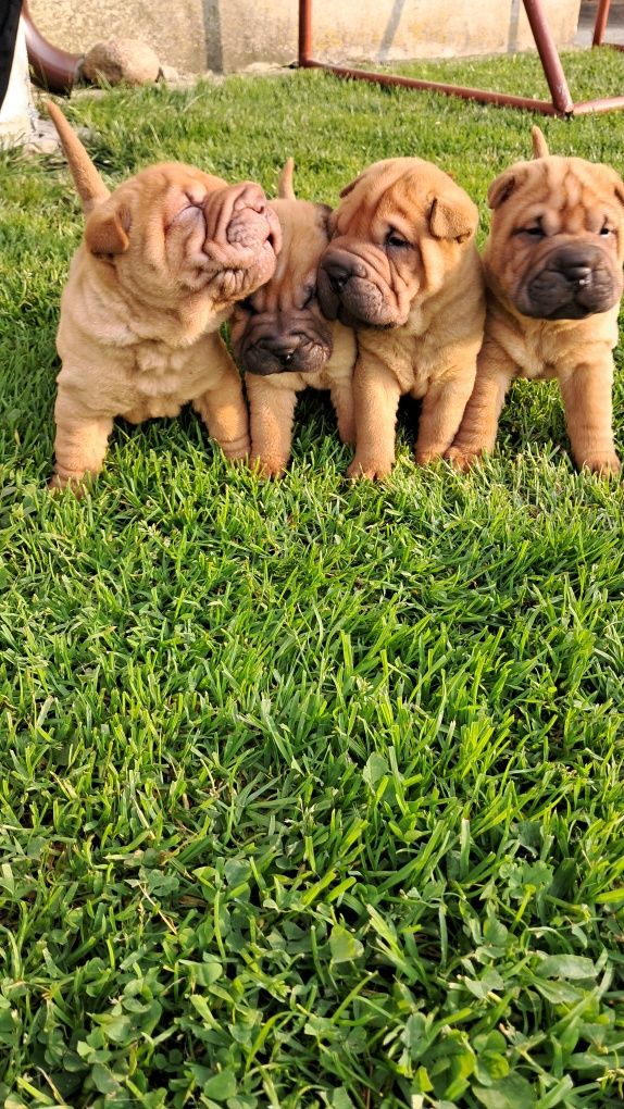 Śliczna suczka shar pei