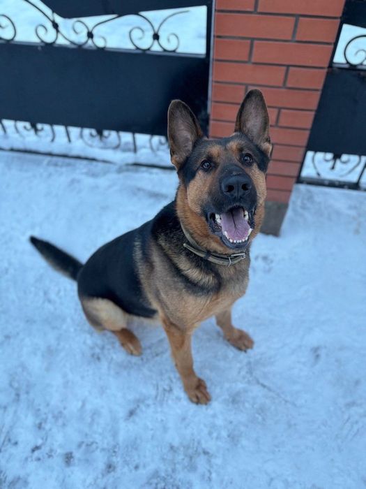 Цуценята німецької вівчарки