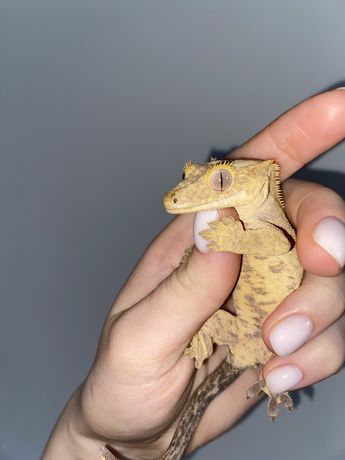 Реснитчатый геккон бананоед ящерица для новичков со всем необходимым
