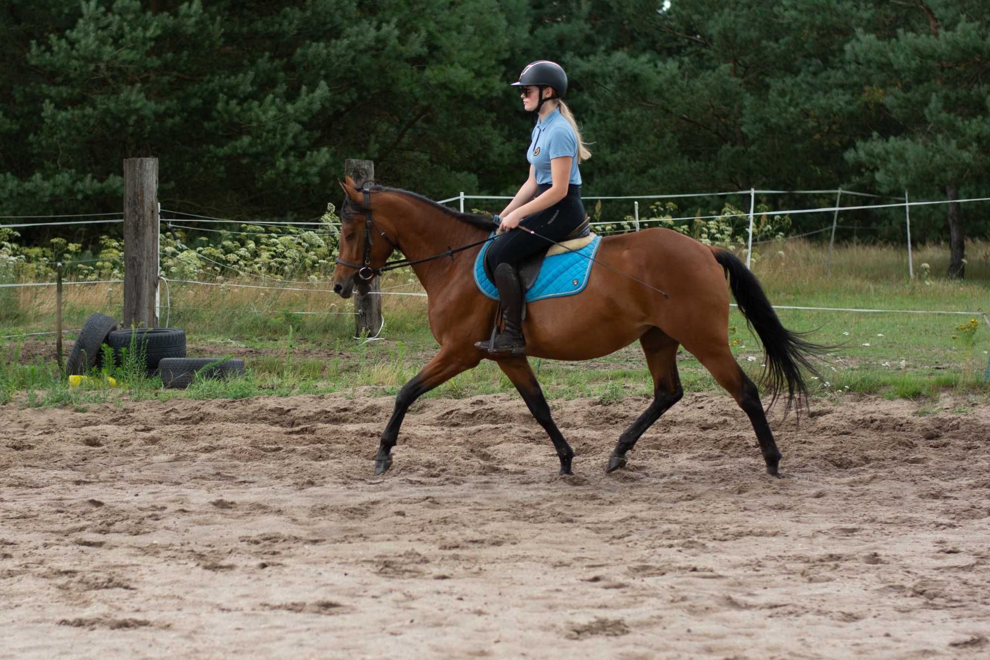 Klacz gr D 146 cm 4 lata pół AQH, zajezdzona