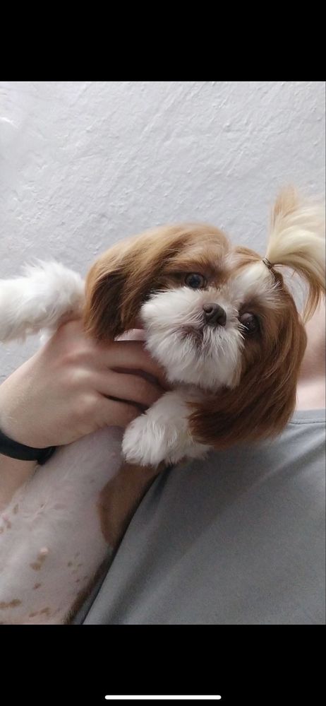 Shihtzu shih tzu niniaturowy szczeniak do rezerwacji