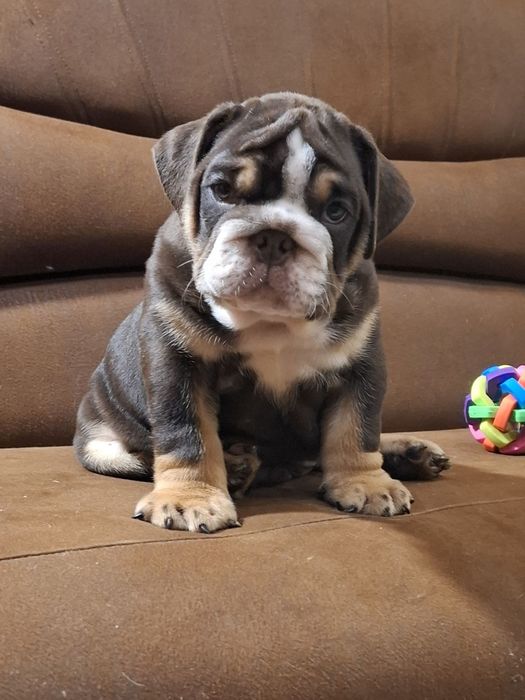 Потужні англічані хлопчик