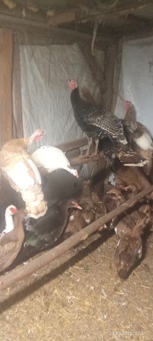 Sprzedam indyki staropolskie