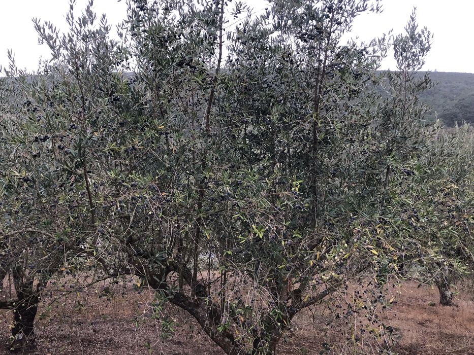 Vendo oliveiras galegas