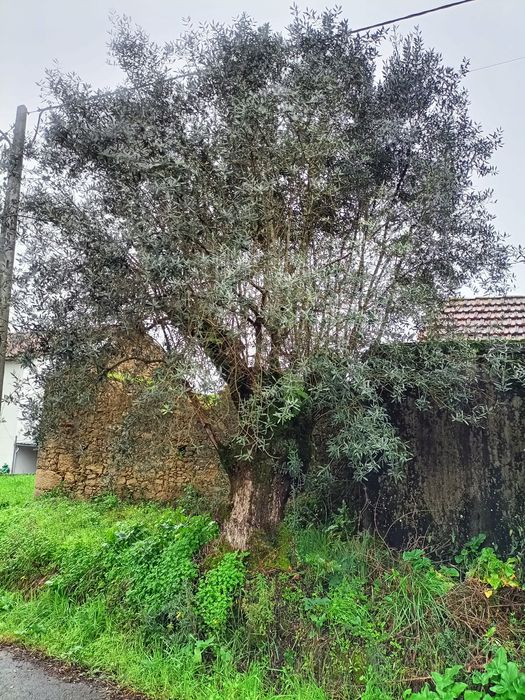 Oliveiras seculares