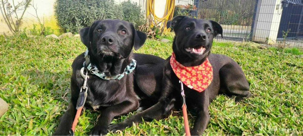 Aramis & Gaia: dupla de travessos à procura de lar!