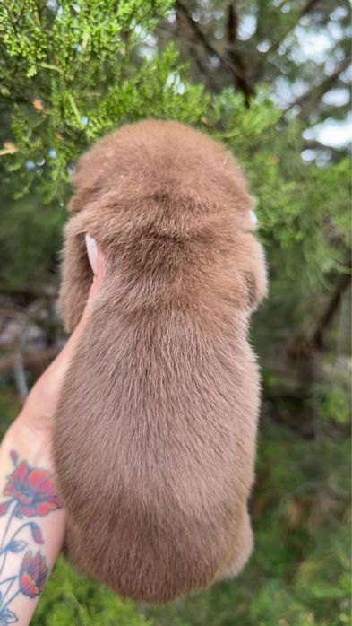 Цуценя метис шпіцбуль