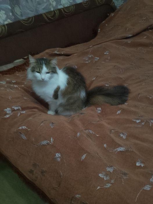 Кошка,котик сибирский,пушистый.