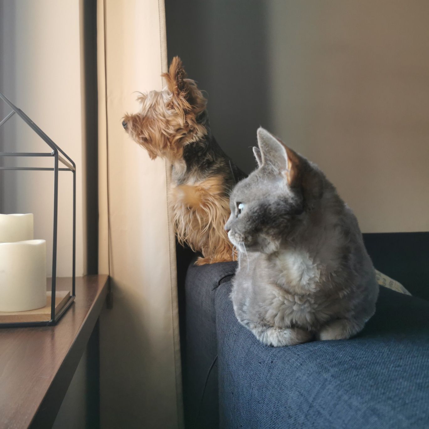 Devon Rex devoński MINI Blue FPL CCF kotka hodowla