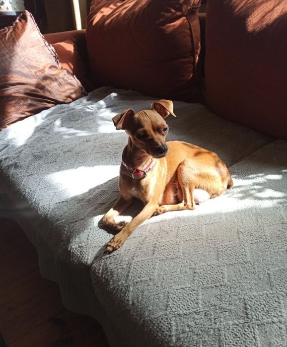 Pinczer miniaturowy xxs Szczeniak, Piesek