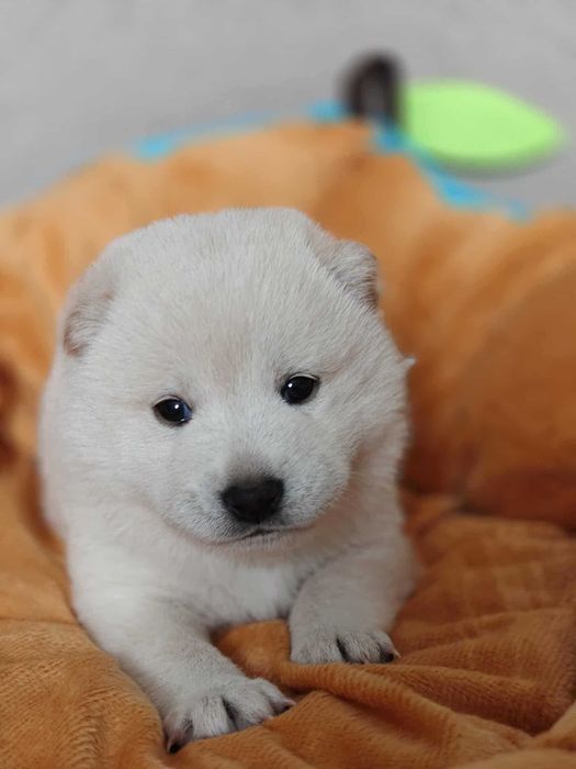 Shiba Inu-śliczna dziewczynka-FCI