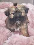 Cudeńko Cebulka shih tzu czeka na dom