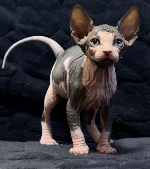 Дуже цікавий хлопчик.