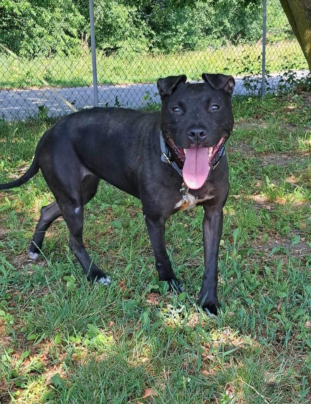 Lima poleca się do adopcji