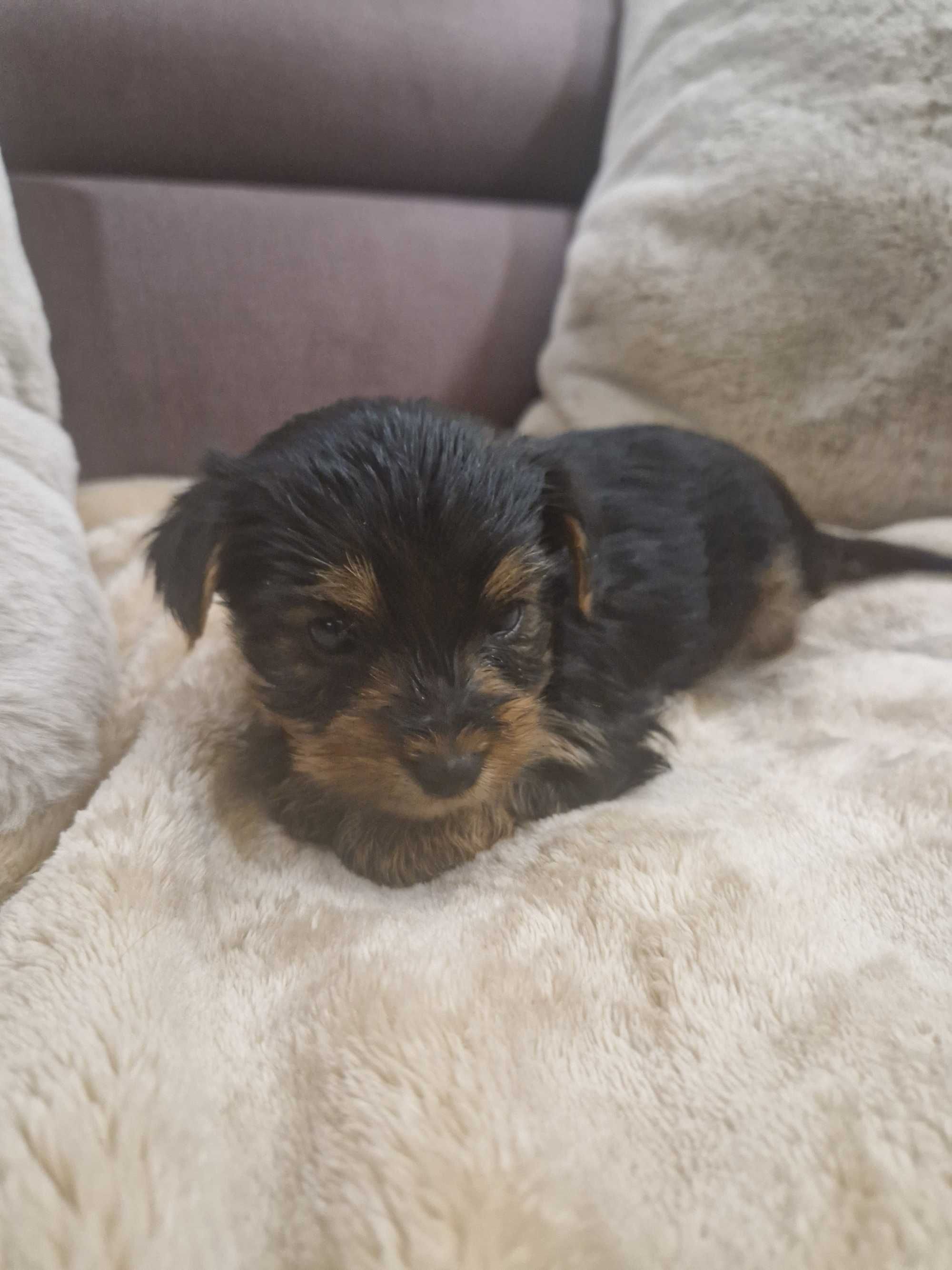 Yorkshire Terrier z Rodowodem