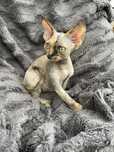 devon rex kotka . FPL - rodowod , hodowlana