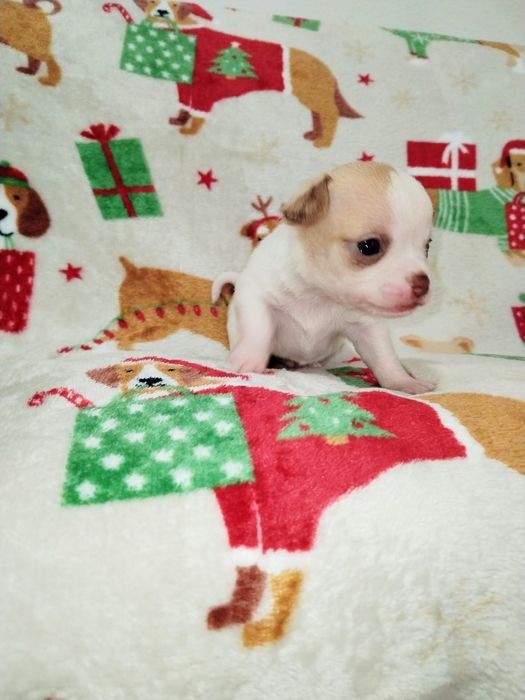 Bebe Chihuahua macho