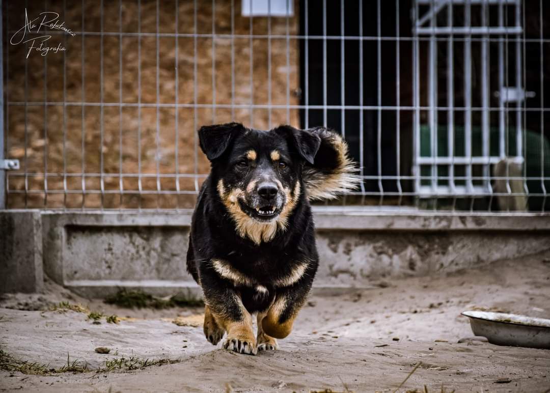 Słodziutki, 6-letni psiak. Pokochaj Karpika!