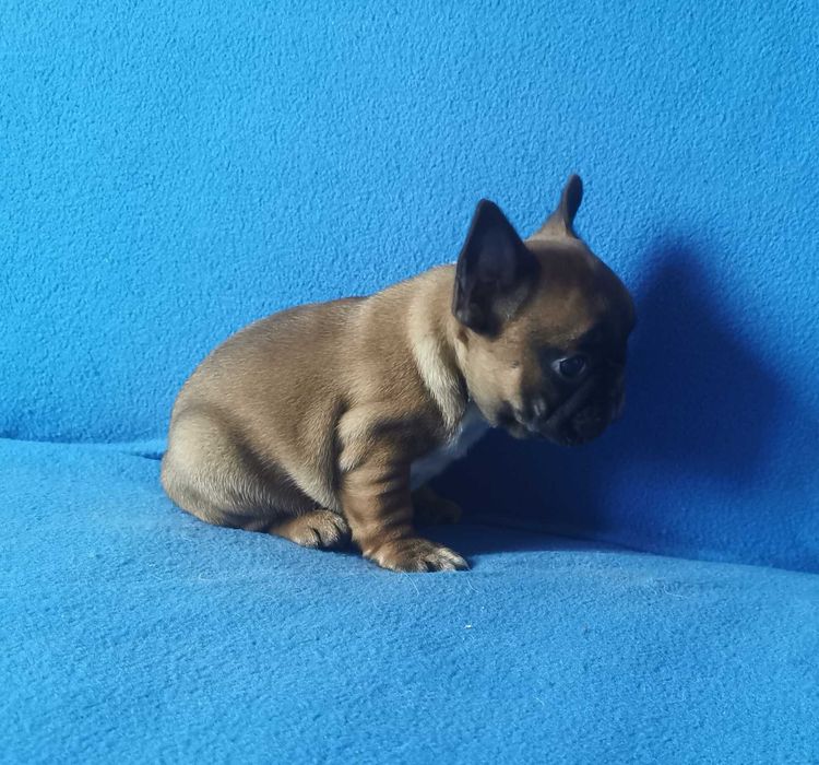 Dziewczynka  BULDOG FRANCUSKI !!