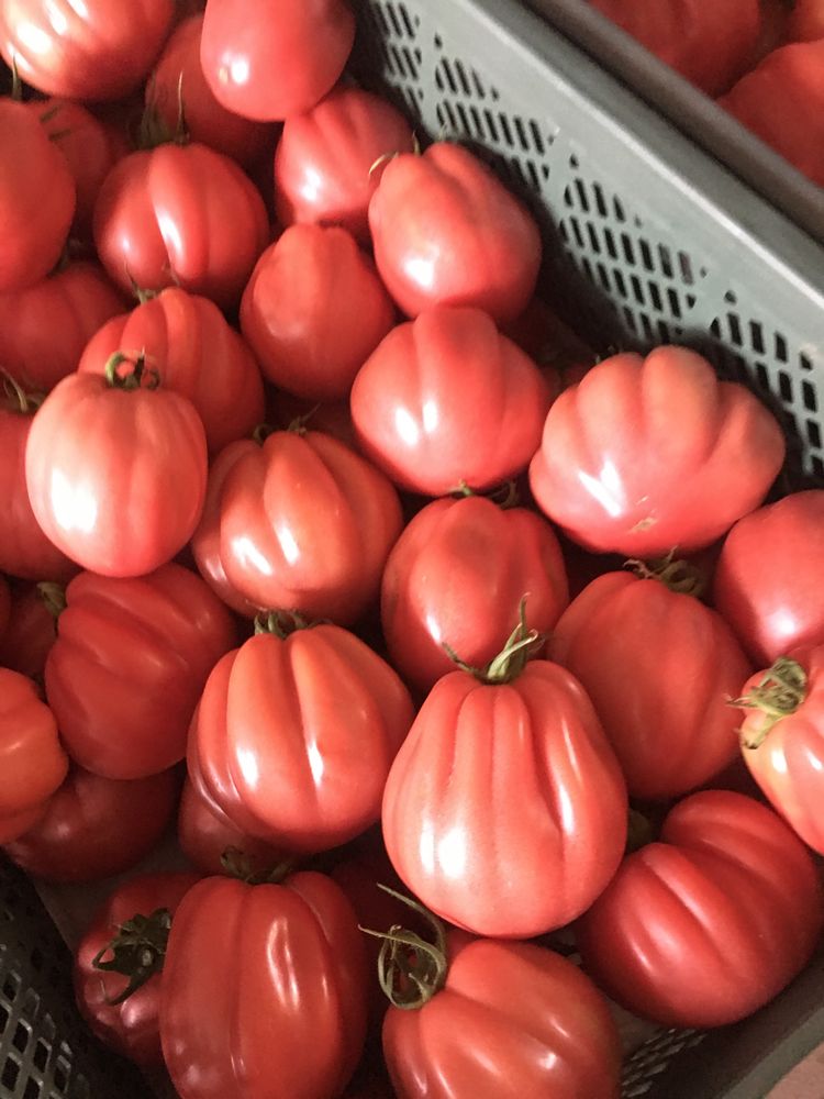 Sadzonka pomidora Rosamunda