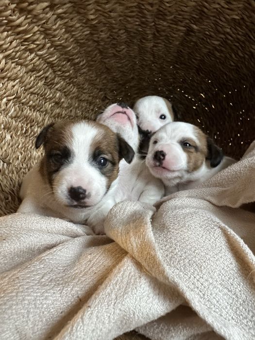 Jack Russel Terier Minuatura rezerwacja